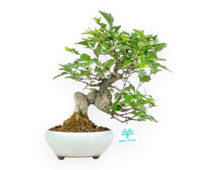 Premna Japonica - 26 cm