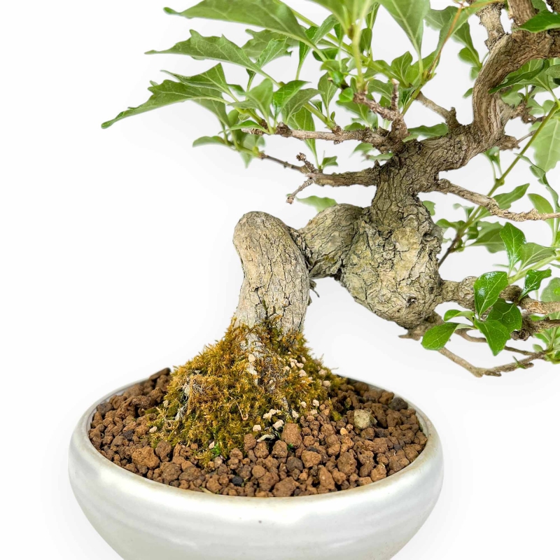 Premna Japonica - 26 cm