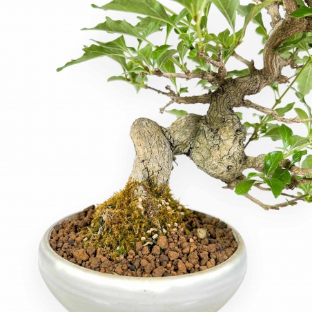 Premna Japonica - 26 cm