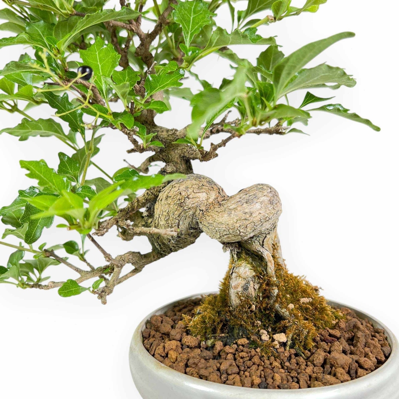 Premna Japonica - 26 cm