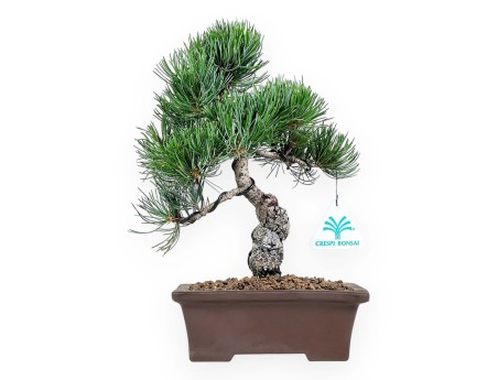 Pinus Pentaphylla Parviflora - Den - 29 cm