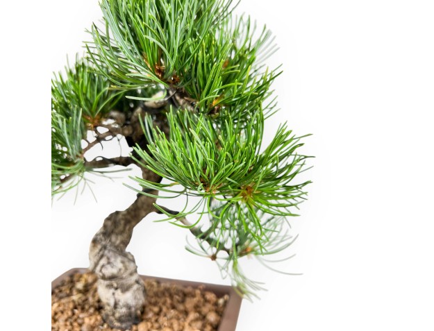 Pinus Pentaphylla Parviflora - Pino - 29 cm 2