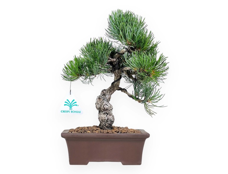 Pinus Pentaphylla Parviflora - Den - 29 cm