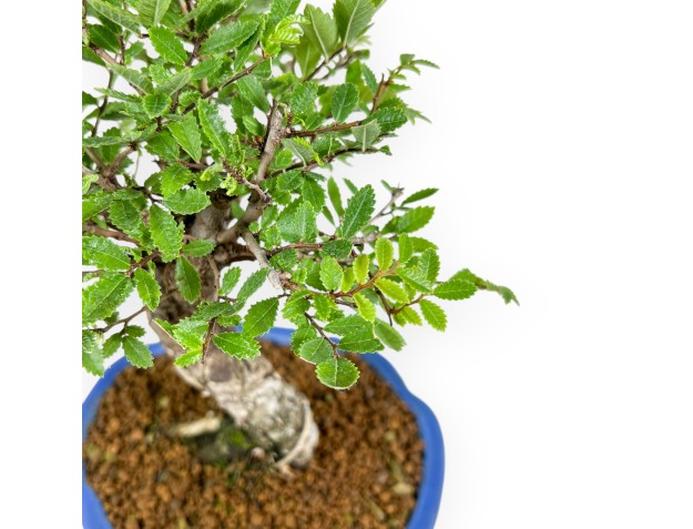 Ulmus Parviflora - Olme - 26 cm 2