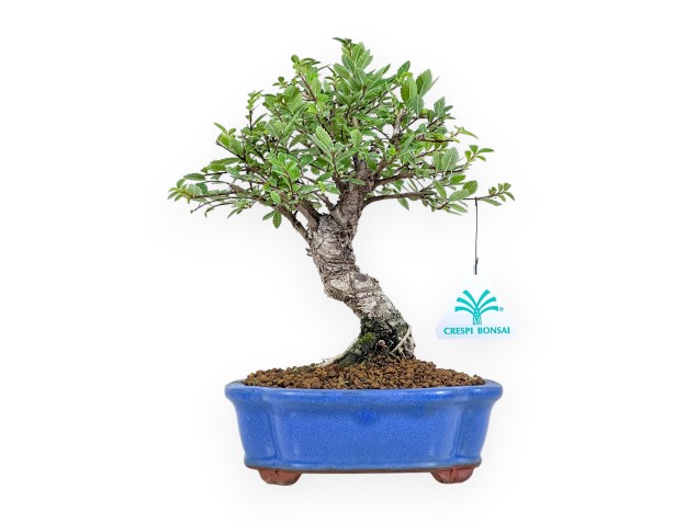 Ulmus Parviflora - Olmo - 26 cm