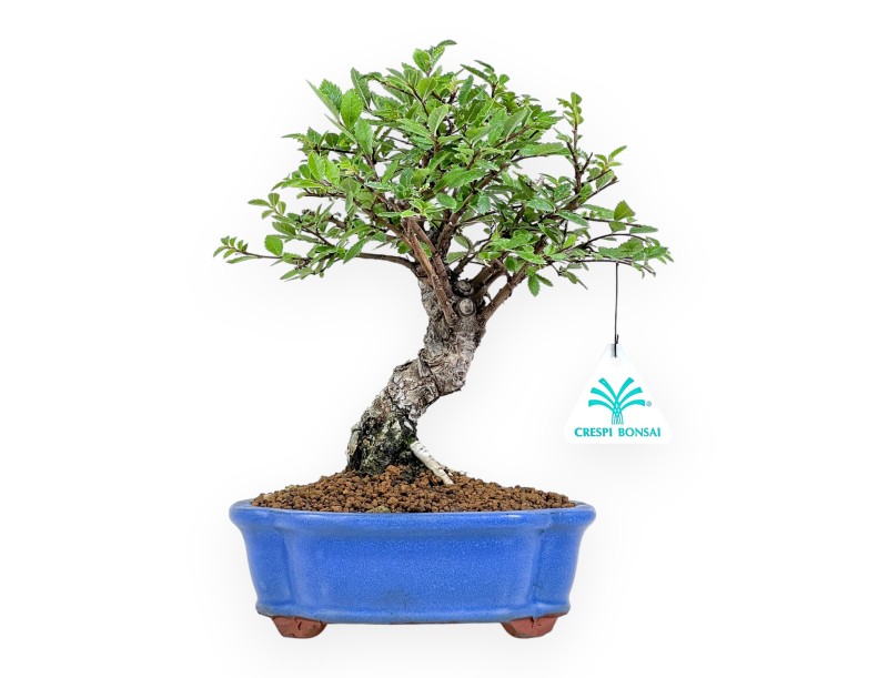 Ulmus Parviflora - Ulmen - 26 cm