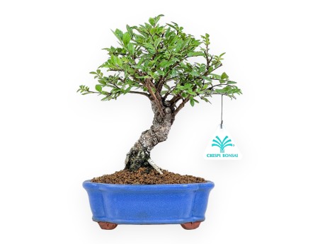 Ulmus Parviflora - Ulmen - 26 cm