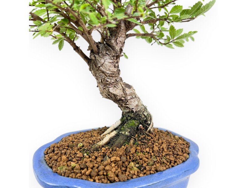 Ulmus Parviflora - Olmo - 26 cm