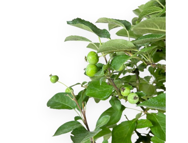 Malus Domestica - Pommier - 63 cm 2