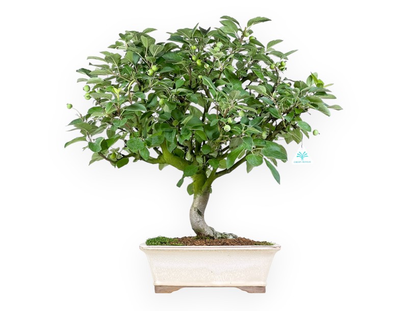 Malus Domestica - Pommier - 63 cm