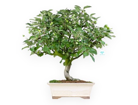 Malus Domestica - Melo - 63 cm