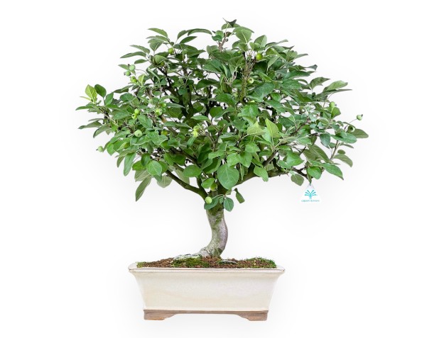 Malus Domestica - Apple Tree - 63 cm