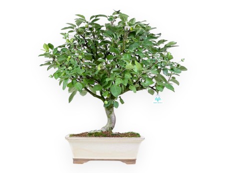 Malus Domestica - Pommier - 63 cm