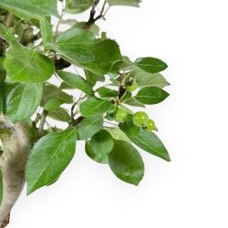 Malus Domestica - Apple Tree - 53 cm