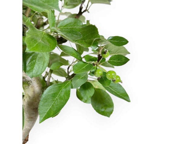 Malus Domestica - Pommier - 53 cm 2