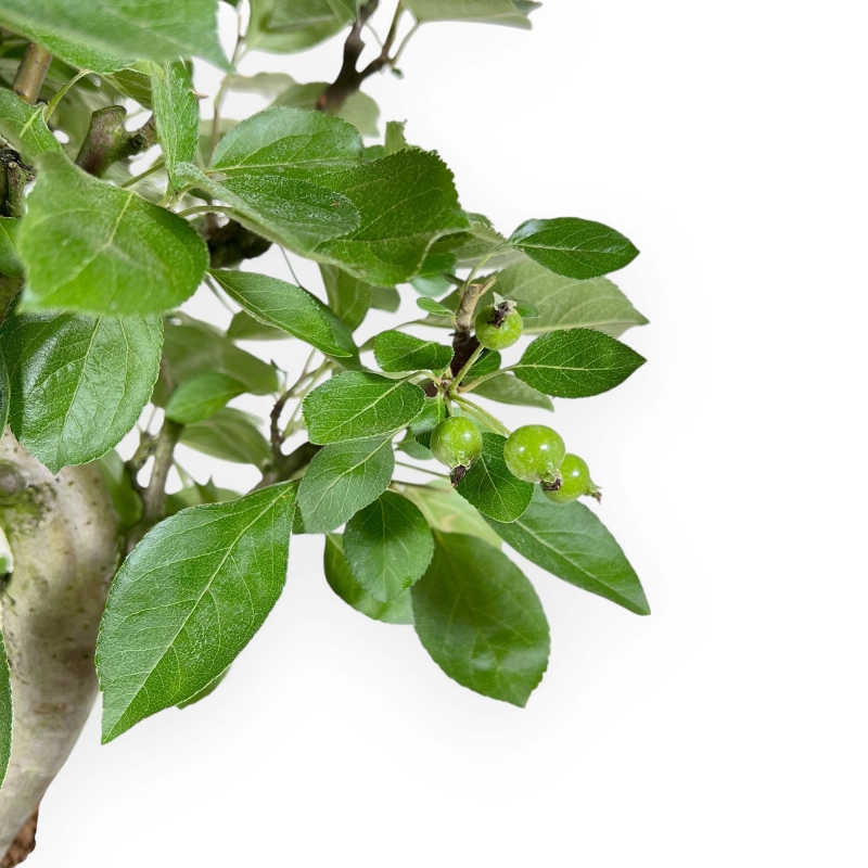 Malus Domestica - Melo - 53 cm