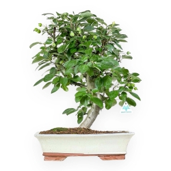 Malus Domestica - Apple Tree - 53 cm