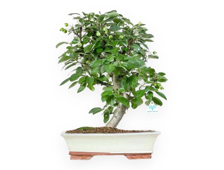 Malus Domestica - Melo - 53 cm