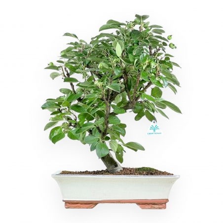 Malus Domestica - Melo - 53 cm