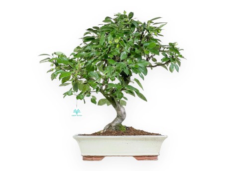 Malus Domestica - Apple Tree - 56 cm