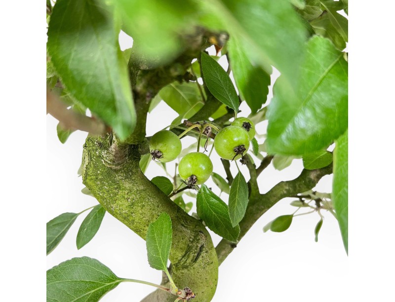 Malus Domestica - Apple Tree - 56 cm
