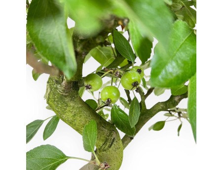 Malus Domestica - Pommier - 56 cm