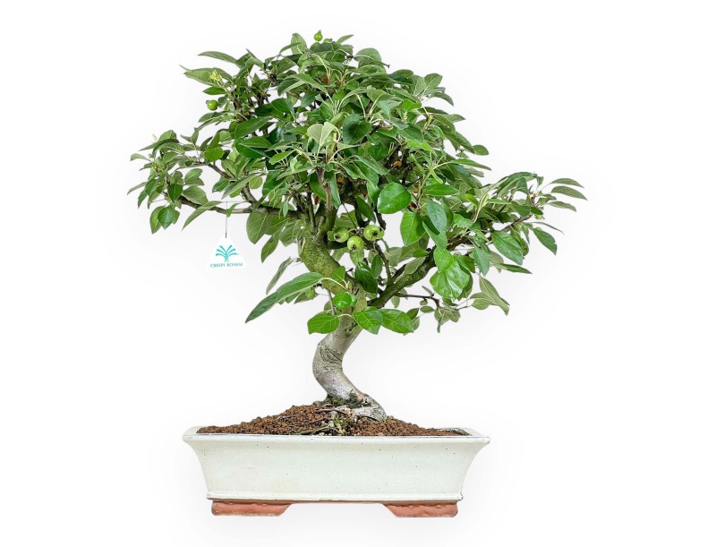 Malus Domestica - Pommier - 56 cm