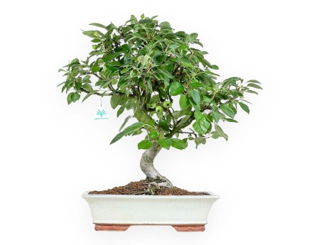 Malus Domestica - Apple Tree - 56 cm