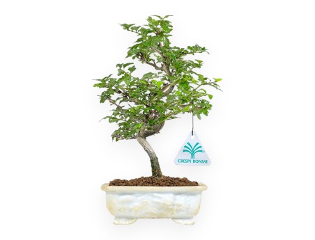 Premna Microphylla - 27 cm