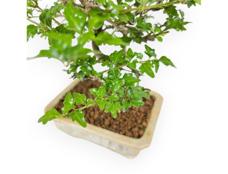 Premna Microphylla - 27 cm