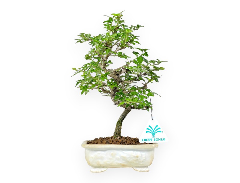 Premna Microphylla - 27 cm