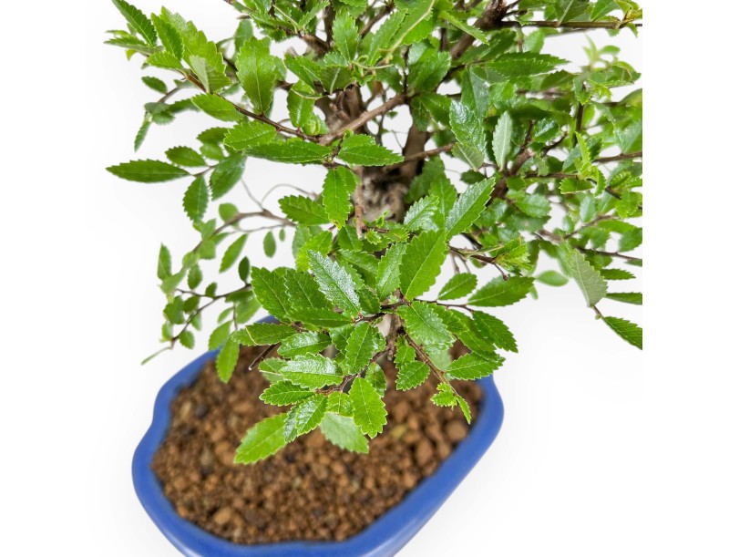 Ulmus Parviflora - Ulmen - 24 cm