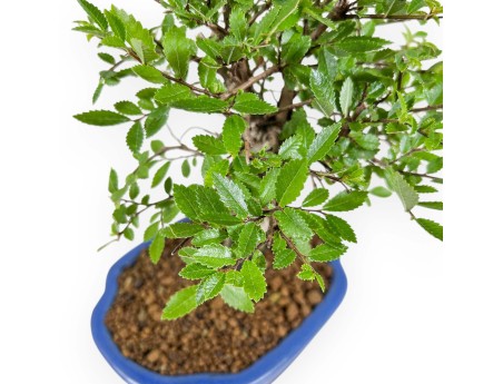 Ulmus Parviflora - Olmo - 24 cm