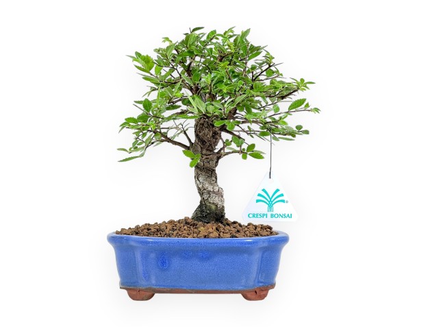 Ulmus Parviflora - Olmo - 24 cm