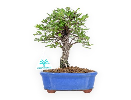 Ulmus Parviflora - Iep - 24 cm