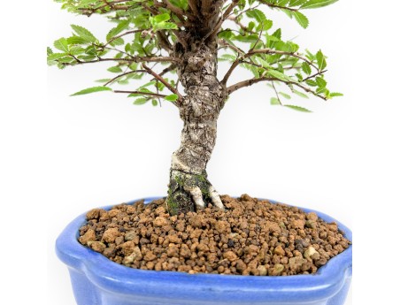 Ulmus Parviflora - Ulmen - 24 cm