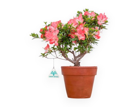 Rhododendron Indicum - Azalea - 38 cm