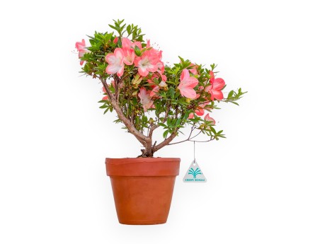 Rhododendron Indicum - Azalea - 38 cm