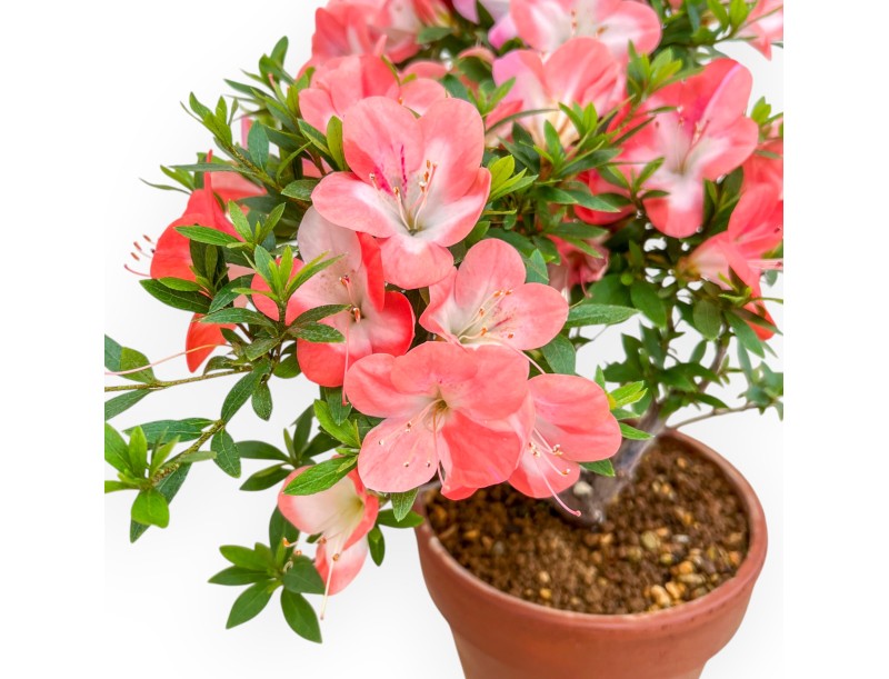 Rhododendron Indicum - Azalea - 38 cm