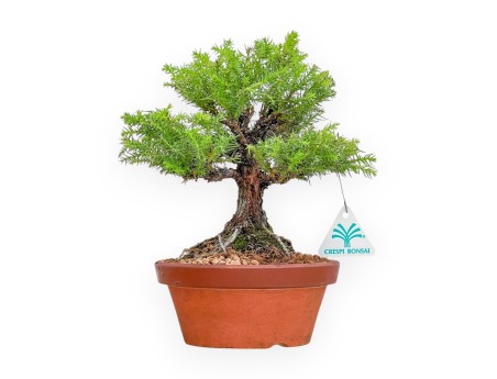 Cryptomeria Japonica - Cedro Giapponese - 27 cm