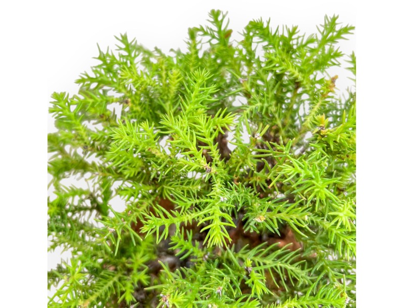 Cryptomeria Japonica - Cèdre Japonais - 27 cm