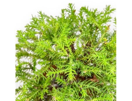 Cryptomeria Japonica - Japanese Cedar - 27 cm