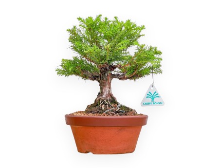 Cryptomeria Japonica - Cèdre Japonais - 27 cm