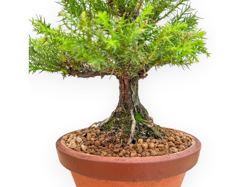 Cryptomeria Japonica - Cèdre Japonais - 27 cm