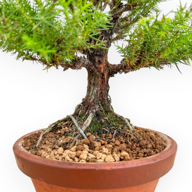 Cryptomeria Japonica - Cedro Giapponese - 27 cm