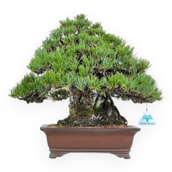 Pinus Pentaphylla - Pino a cinque aghi - 38 cm
