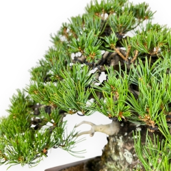 Pinus Pentaphylla - Pino a cinque aghi - 38 cm