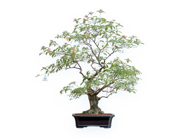 Hamelia - 120 cm
