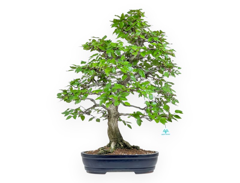 Carpinus - Hornbeam - 71 cm