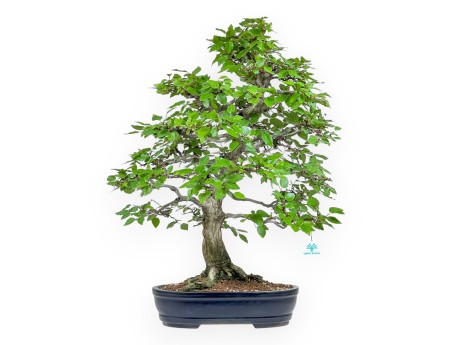 Carpinus - Charme - 71 cm